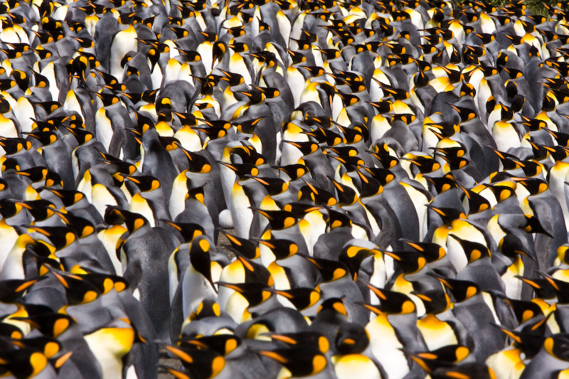 King Penguin Colony